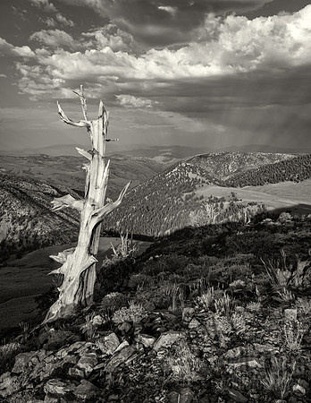 Ghost Tree in the White Mountains