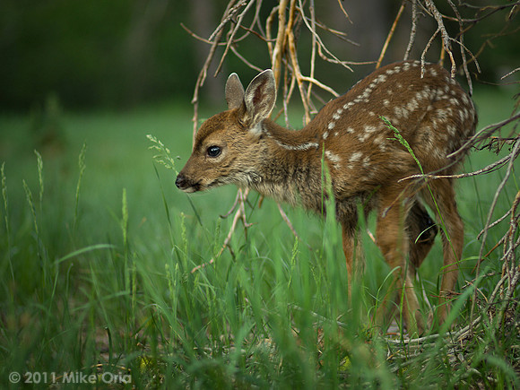Fawn At Dawn