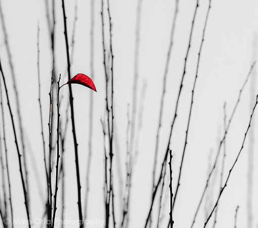 Perseverance