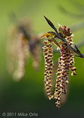 Spring Blooms