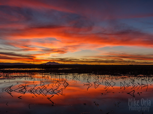 Palm Tract Sunset