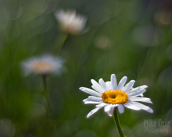 Three Daisies