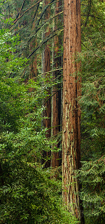 Redwoods (pano)