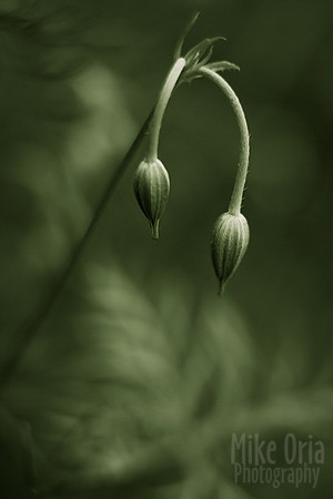Duet