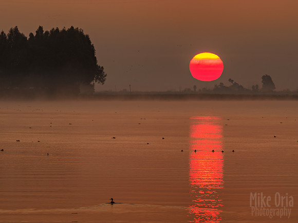 Rising Sun