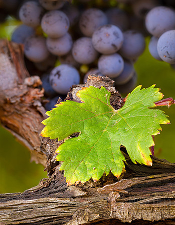 Grape Leaf