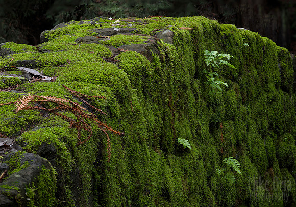 Mossy Bridge