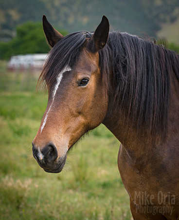 May the Horse be with You