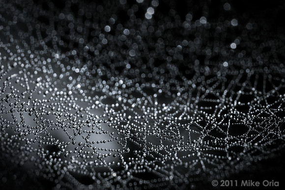 Spiderweb & Dew