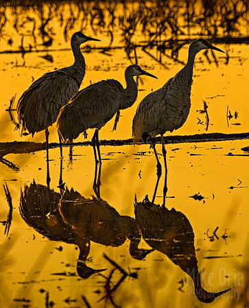 Sandhill Cranes