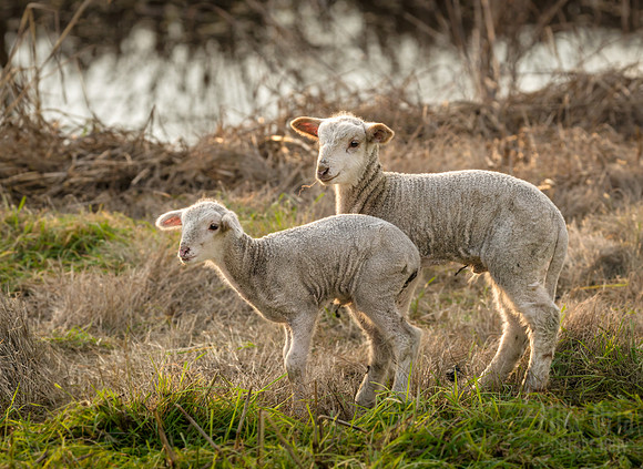 "Little Lamb, who made thee?"
