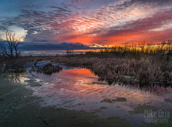 Big Red Swamp