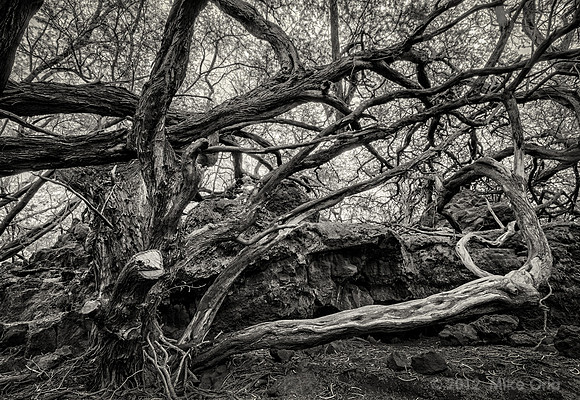 Puakō Petroglyph Park, Hawai'i