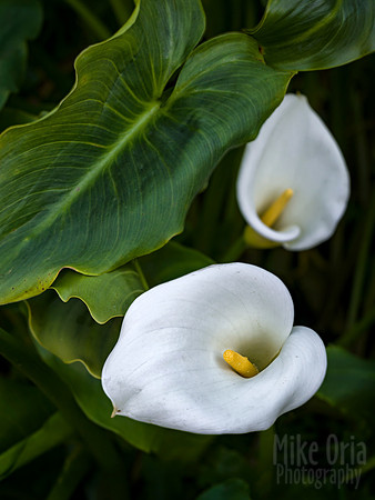 The Callas Of Garrapata