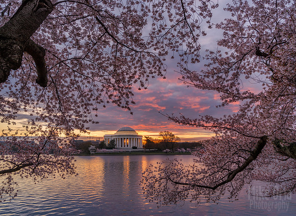 Cherry Blossoms