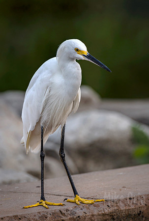Snowy White Egret