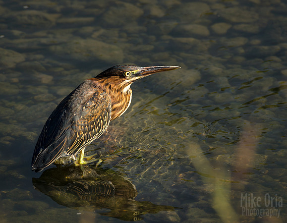 Green Heron