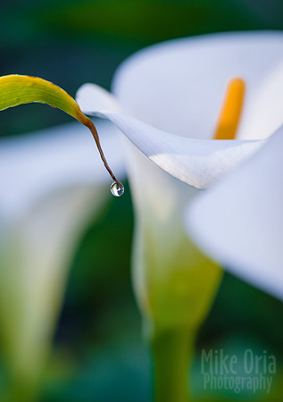 Dewdrop