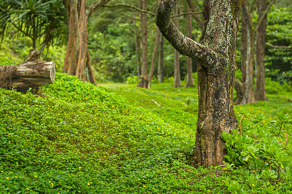 Tales from the Hawaiian Woods