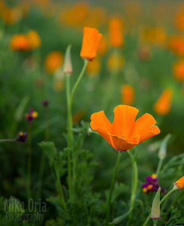 Poppies