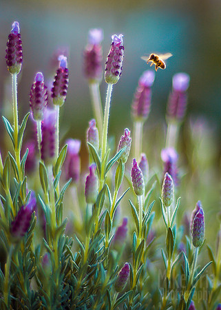 Bee & Lavender