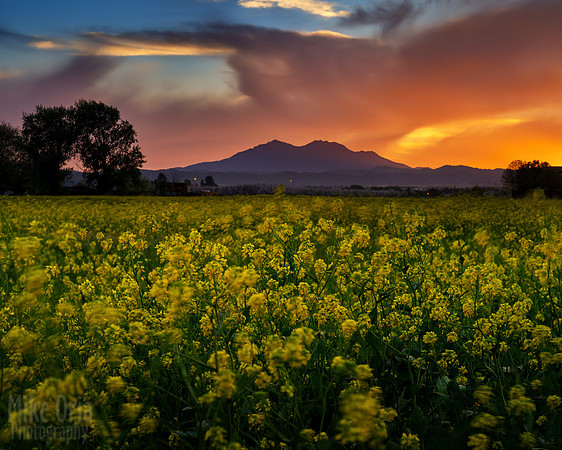 Mustard & Mountain