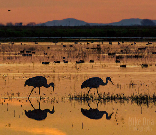 Sandhill Cranes