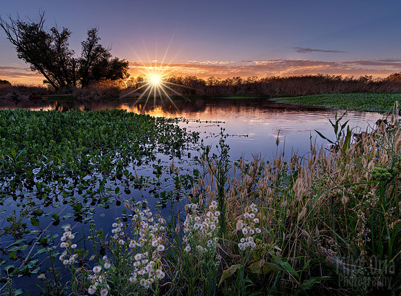 Frog Pond