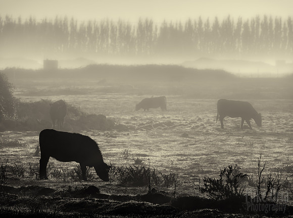 Cows in Fog