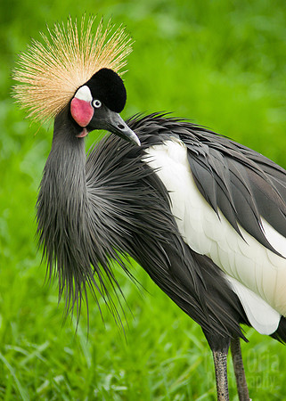 Crane