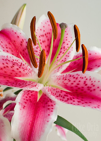Stargazer