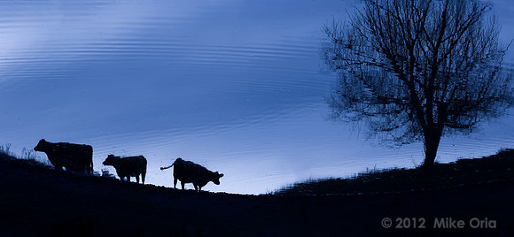 Blue Moo