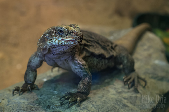 Chuckwalla