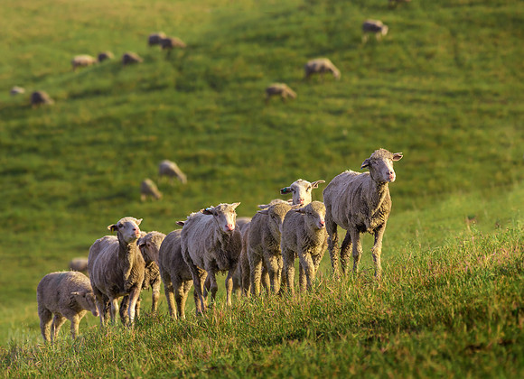 Sheared Sheep