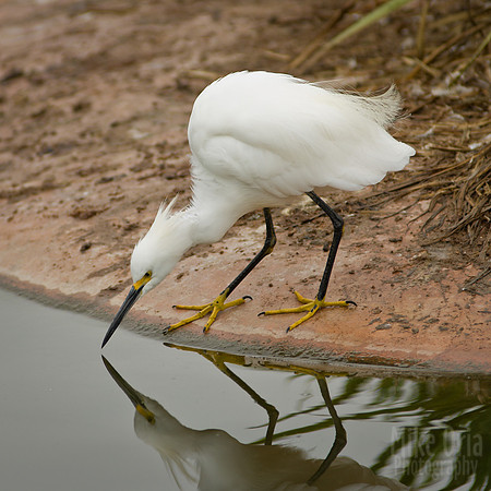 Egret