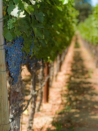 Miner Family Vineyards