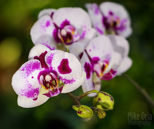 Orchid
