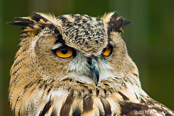 Great Horned Owl