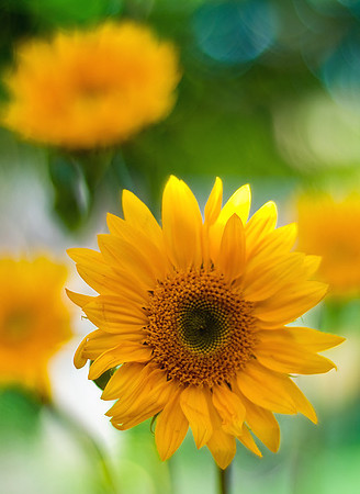 Sunflowers
