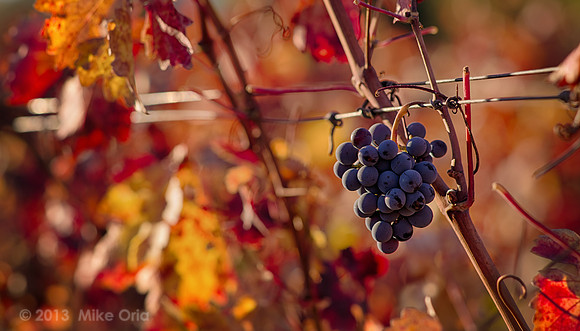 Fruit of the Vine