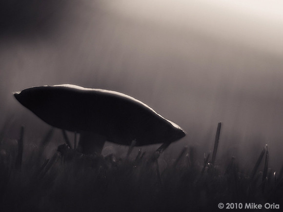 Sunlight On Toadstool