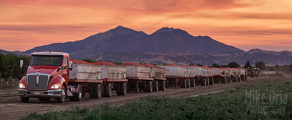 Tomato Convoy