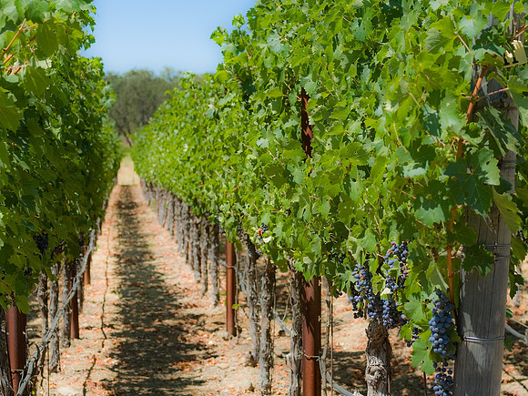 Miner Family Vineyards