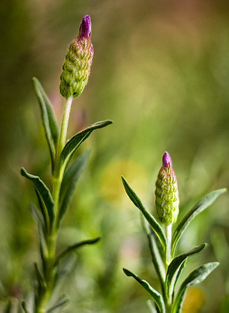 Lavender
